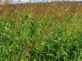 Columbus grass (Sorghum x almum), habit, USA