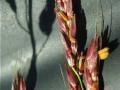 Columbus grass (Sorghum x almum), spike, Wisconsin, USA