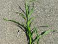 Columbus grass (Sorghum x almum), whole plant, Wisconsin, USA
