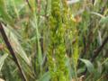 Sorghum spike, immature