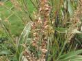 Sorghum spike, mature