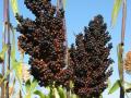 Sorghum, black seeds