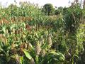 Diversity of sorghum