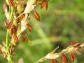 Aleppo grass (Sorghum halepense) flowers, Mississipi, USA