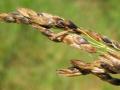 Aleppo grass (Sorghum halepense) panicle, Mississipi, USA