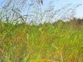 Aleppo grass (Sorghum halepense) thicket,