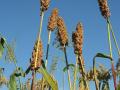 Sorghum panicles