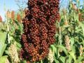 Sorghum, red seeds