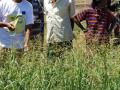 Sudan grass field, Eastern Ethiopia