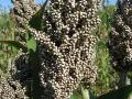 Sorghum, white seeds