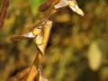 Soybean plant with seeds