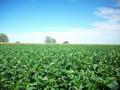 Soybean field, Argentina