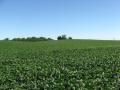 Soybean field, Ohio