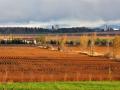 Soybean field, Ontario