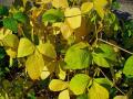 Soybean leaves