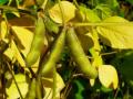 Soybean pods