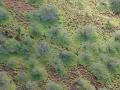 Spear grass (Heteropogon contortus), aerial view, Inland, Kahoolawe, Hawaii