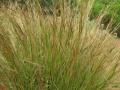 Spear grass (Heteropogon contortus), habit, Maui, Hawaii