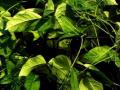 African yam bean (Sphenostylis stenocarpa) foliage