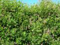 Greenleaf desmodium (Desmodium intortum), trailing and climbing vines, Maui, Hawaii