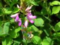 Greenleaf desmodium (Desmodium intortum), inflorescence, Maui, Hawaii