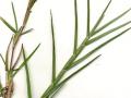 St Augustine grass (Stenotaphrum secundatum) 