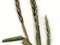 St Augustine grass (Stenotaphrum secundatum) inflorescence
