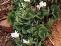 Subclover (Trifolium subterraneum), habit