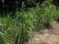 Sugarcane plants, Vietnam