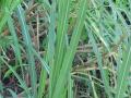 Sugarcane leaves