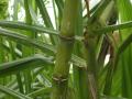 Sugarcane, stem and leaves, Kew Gardens, London