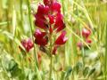 Sulla (Hedysarum coronarium), inflorescence, Italy