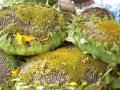 Sunflower heads
