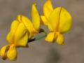Sunn hemp (Crotalaria juncea), flower