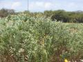 Sunn hemp (Crotalaria juncea), habit, Hawaii