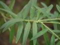 Sunn hemp (Crotalaria juncea), leaves