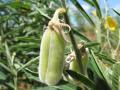 Sunn hemp (Crotalaria juncea), green pods