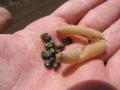 Sunn hemp (Crotalaria juncea), seedpod and seeds