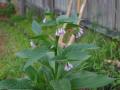 Russian comfrey (Symphytum × uplandicum)