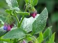 Russian comfrey (Symphytum x uplandicum)