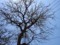 Tamarind tree during summer, India