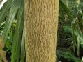 Tamarind (Tamarindus indica), trunk, Kew Gardens, London