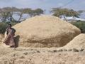 Tef (Eragrostis tef), pile of straw, Ethiopia