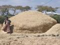 Tef (Eragrostis tef), pile of straw, Ethiopia