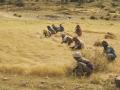 Teff (Eragrostis tef), harvest, Northern Ethiopia