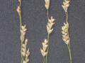 Teff (Eragrostis tef), spikelets