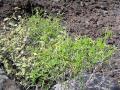 Ahuhu (Tephrosia purpurea) habit