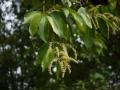 Asna (Terminalia elliptica) foliage and inflorescence