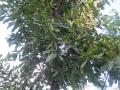 Asna (Terminalia elliptica) foliage