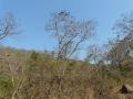 Asna (Terminalia elliptica) habit